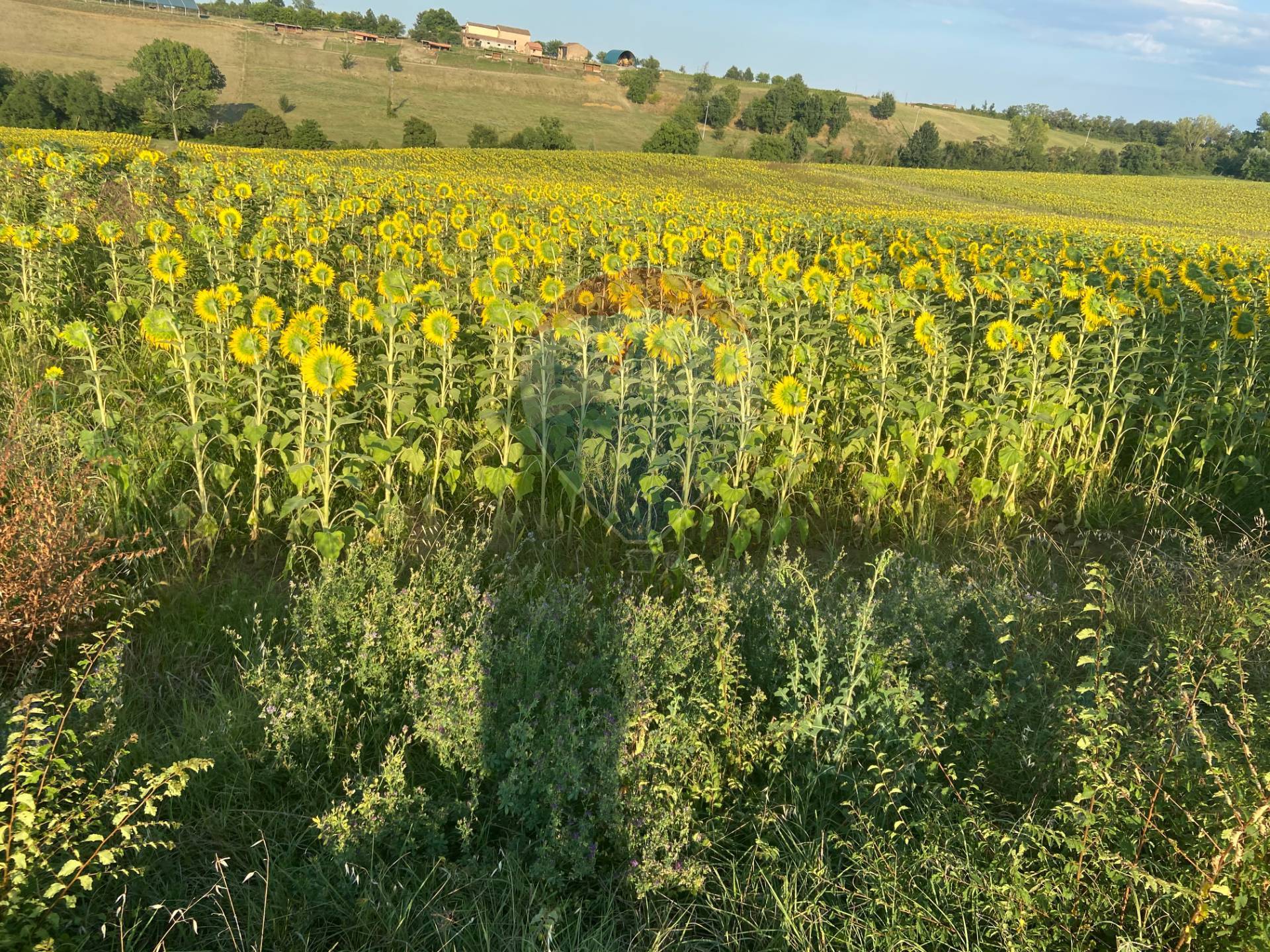  fidenza vendita quart: tabiano re-max-alfa