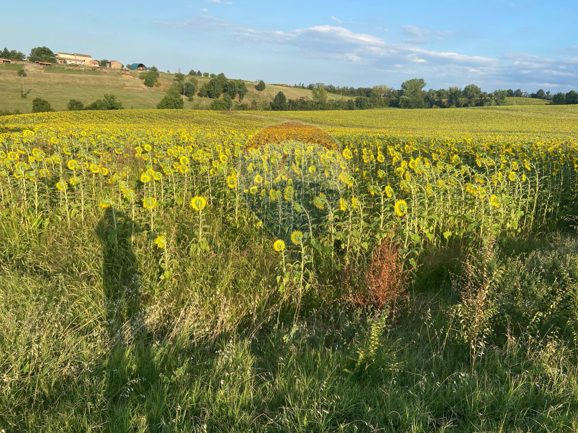 Rustico - Cascina FIDENZA vendita  Tabiano  RE/MAX Alfa