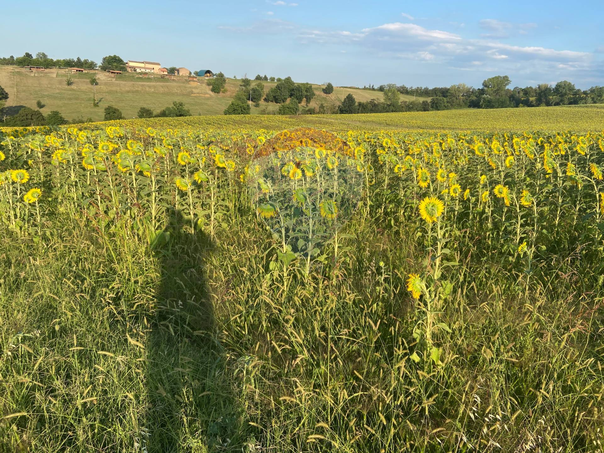 Rustico - Cascina FIDENZA vendita  Tabiano  RE/MAX Alfa