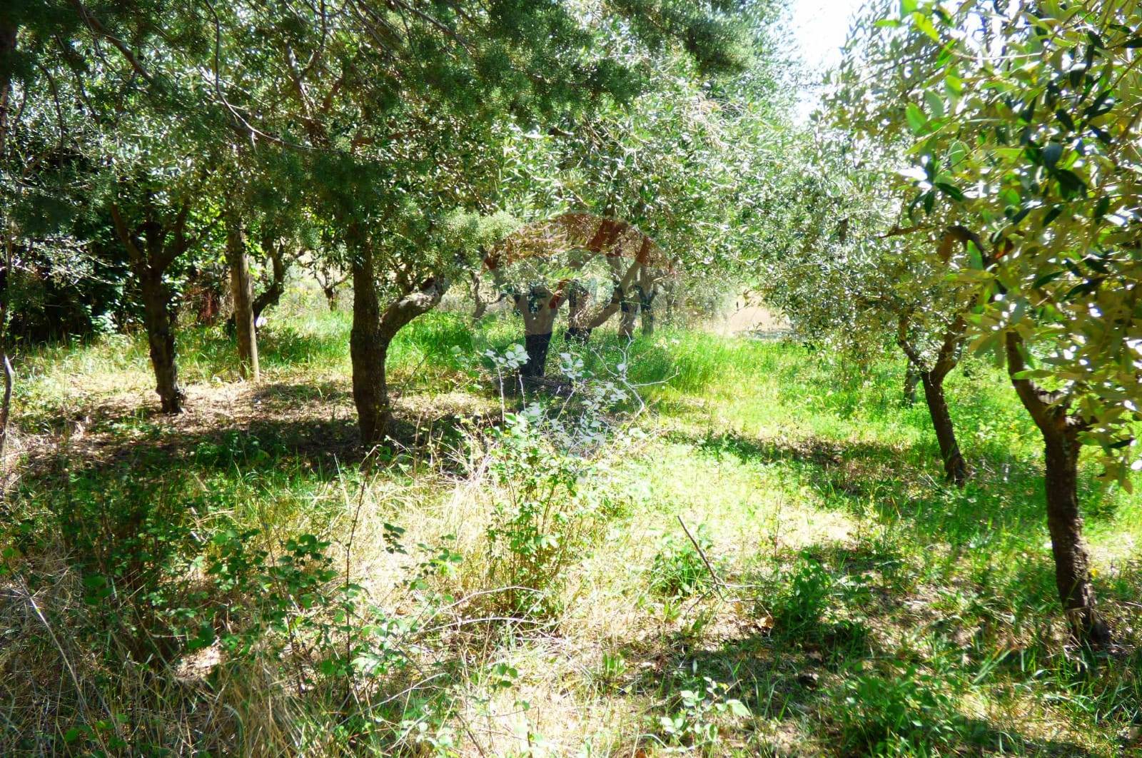 Rustico - Cascina MONTE SAN VITO vendita    RE/MAX Master Class