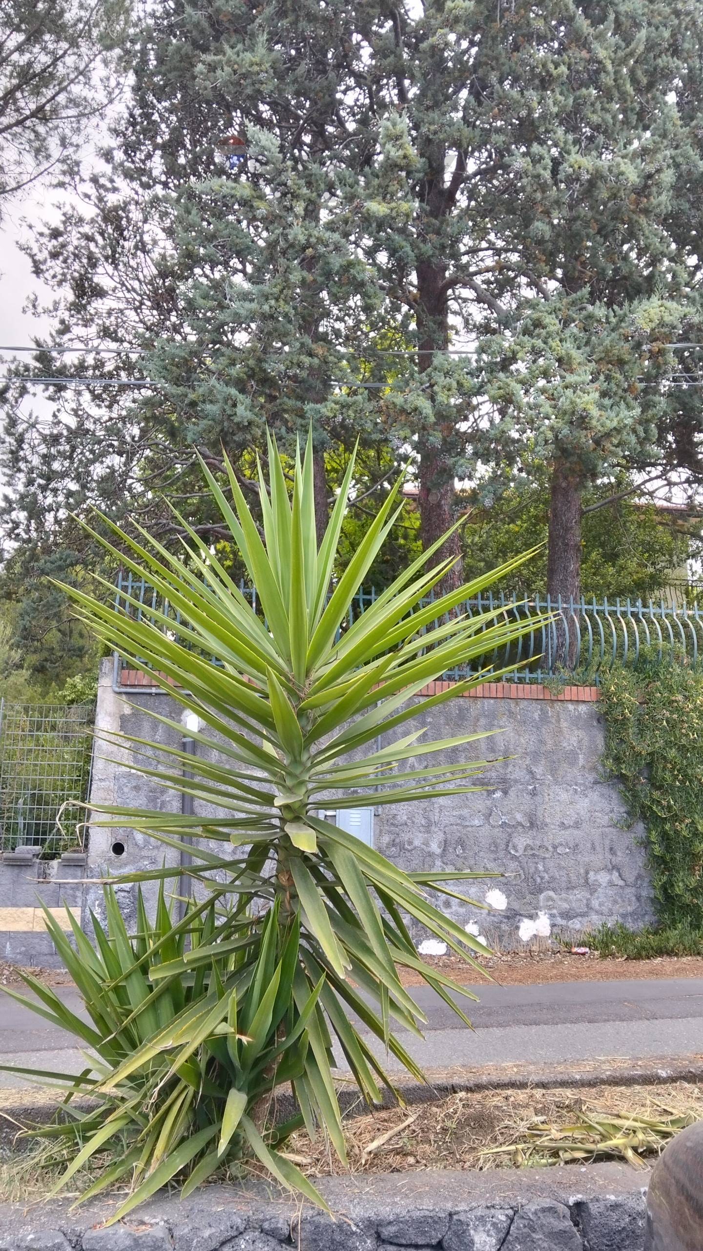 Villa in vendita a Pedara - foto 5