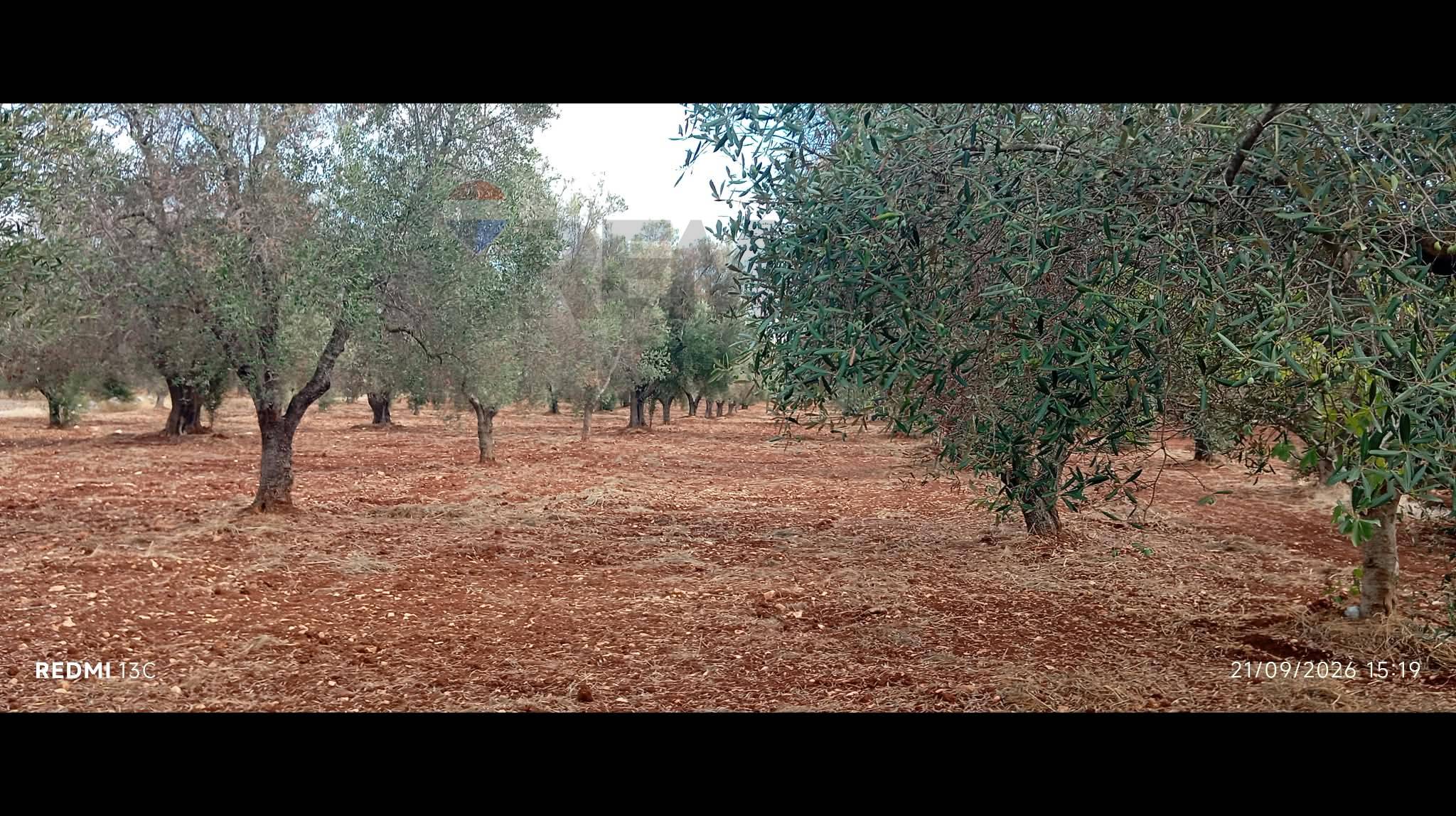 Villa in vendita a Carovigno - foto 3